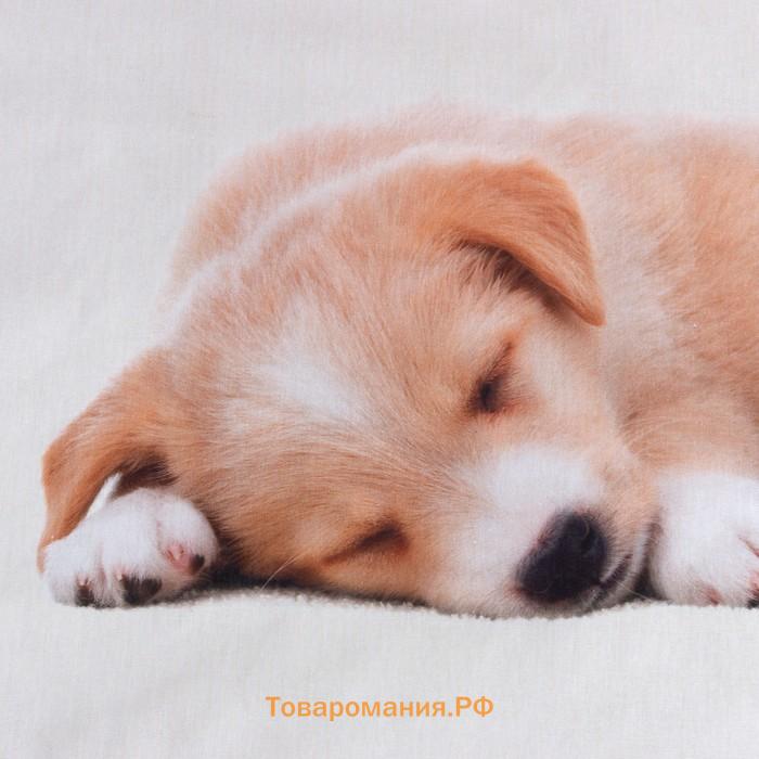 Постельное бельё «» Cute dog, 1.5 сп., 143х215 см., 150х214 см., 50х70 см. - 1 шт., 100% хл., бязь